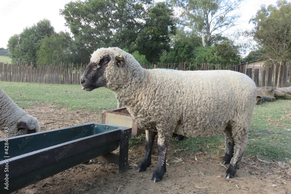 Portrait photograph of sheep standing on sandy ground in a kraal, around a red, empty metal food table after eating their lambing lick pellets. Portrait photograph of sheep standing on sandy ground in a kraal, around a red, empty metal food table after eating their lambing lick pellets.