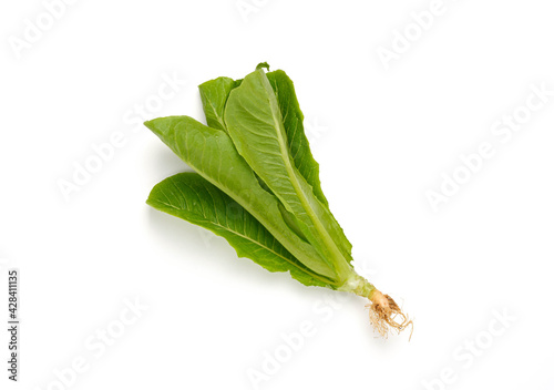 Baby Cos lettuce isolated on white background, Green Napa cabbage leaves isolated on white.