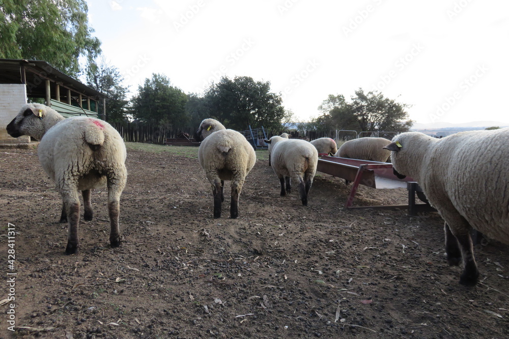 Portrait photograph of sheep standing on sandy ground in a kraal, around a red, empty metal food table after eating their lambing lick pellets. Portrait photograph of sheep standing on sandy ground in a kraal, around a red, empty metal food table after eating their lambing lick pellets.