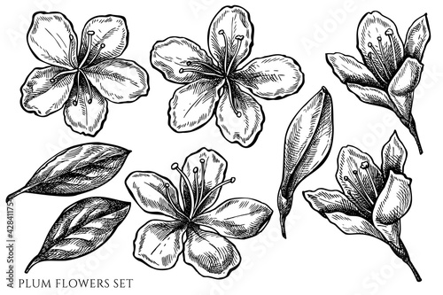 Vector set of hand drawn black and white plum flowers