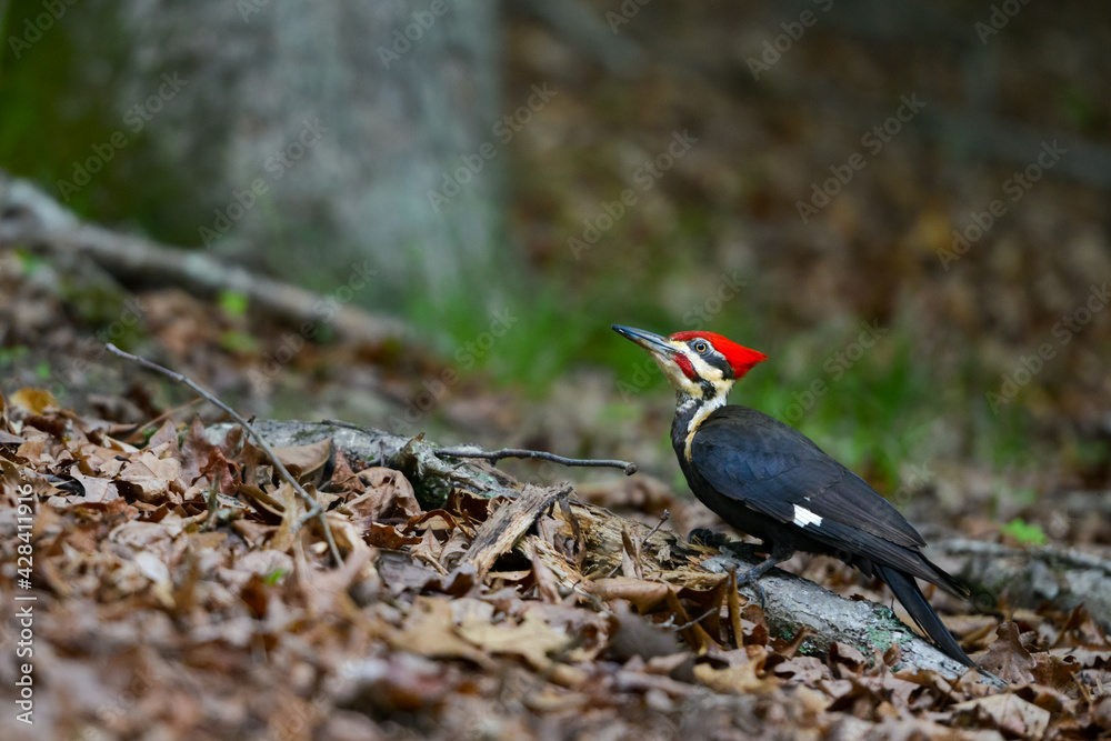 Pileated woodpecker on the autumn forest ground Pileated woodpecker on the autumn forest ground