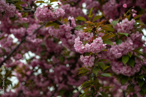 Beautiful spring sakura branches with flowers on a cloudy day macro photography