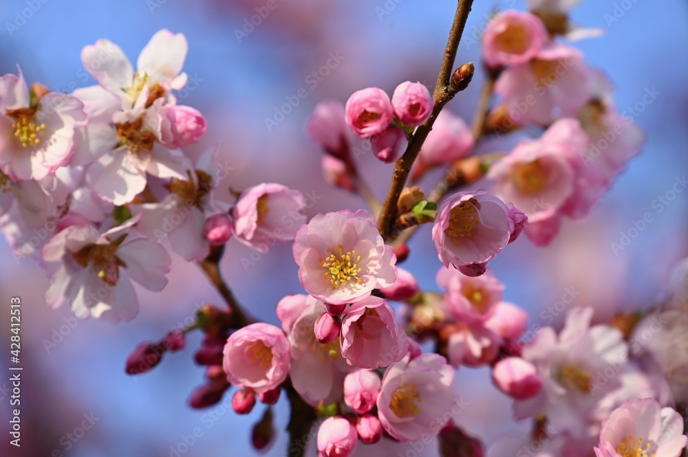 Beautifully flowering spring tree. Colorful nature background in spring time. Sunny day outdoors in nature.