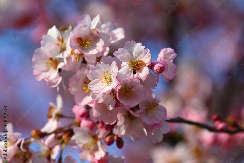 Beautifully flowering spring tree. Colorful nature background in spring time. Sunny day outdoors in nature. Beautifully flowering spring tree. Colorful nature background in spring time. Sunny day outdoors in nature.