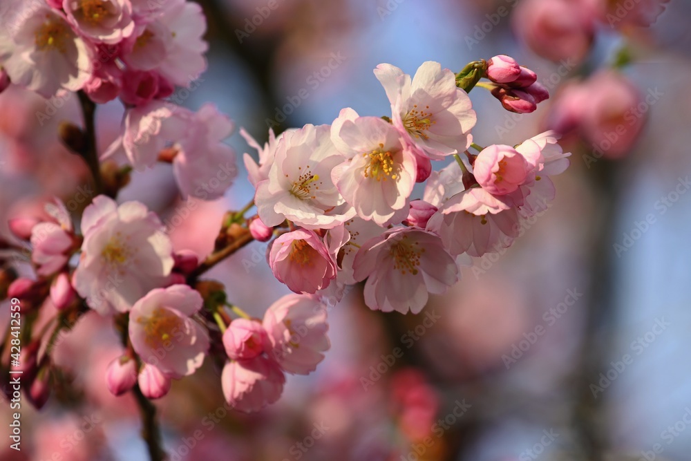Beautifully flowering spring tree. Colorful nature background in spring time. Sunny day outdoors in nature. Beautifully flowering spring tree. Colorful nature background in spring time. Sunny day outdoors in nature.