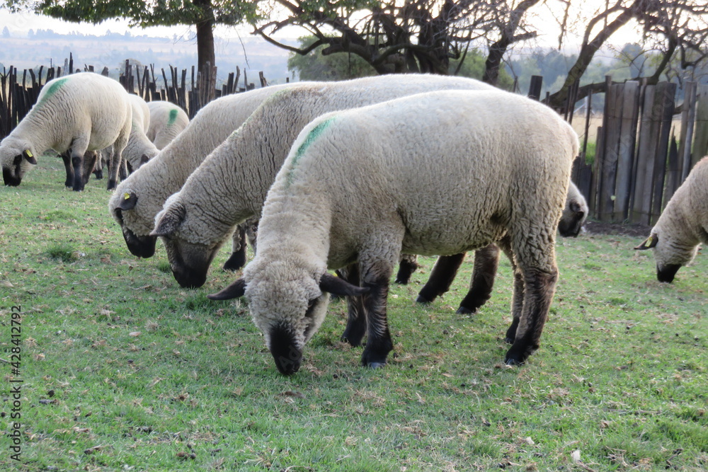 Closeup, ground view angle of a herd of Hampshire sheep grazing on short green grass under a white sky Closeup, ground view angle of a herd of Hampshire sheep grazing on short green grass under a white sky