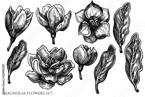 Vector set of hand drawn black and white magnolia flowers