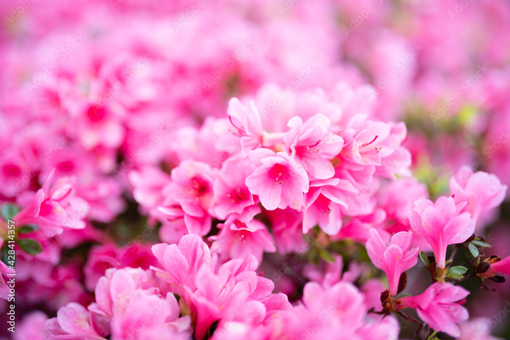 沢山のピンクの花