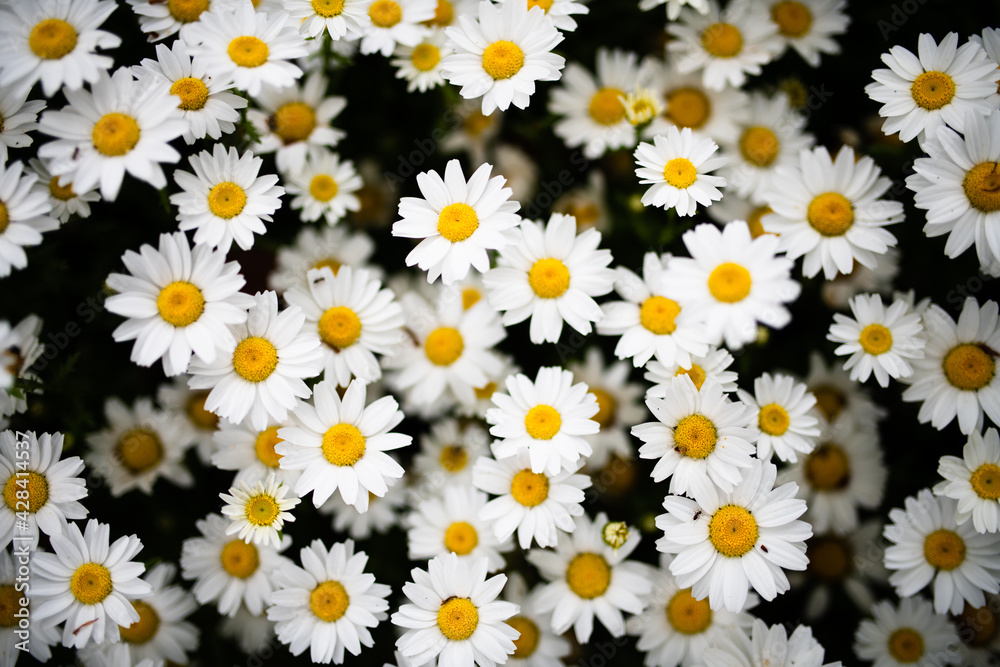 沢山の白い花 沢山の白い花