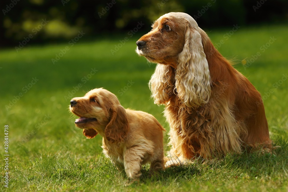Amazing, newborn and cute red English Cocker Spaniel puppies with her mother. Amazing, newborn and cute red English Cocker Spaniel puppies with her mother.