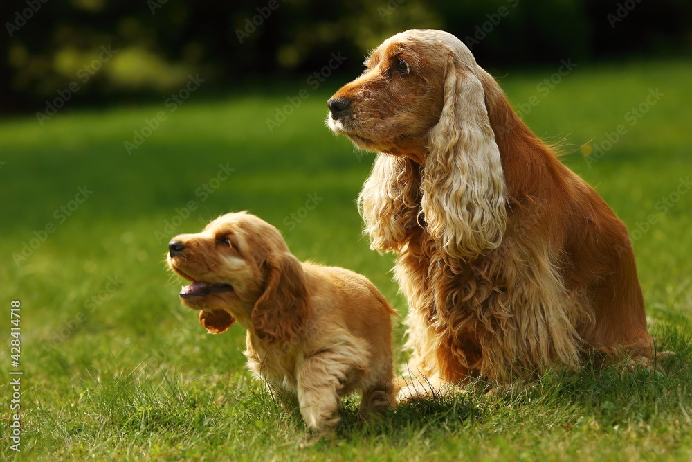 Amazing, newborn and cute red English Cocker Spaniel puppies with her mother.