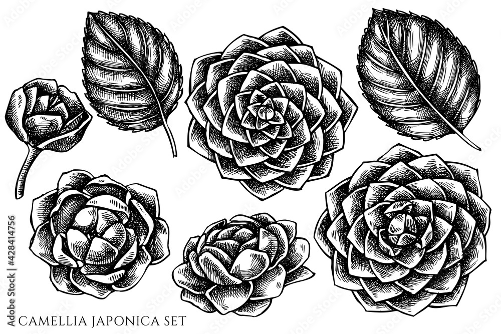 Vector set of hand drawn black and white camellia japonica Vector set of hand drawn black and white camellia japonica