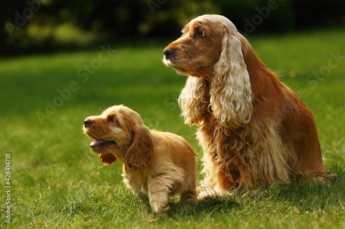 Amazing, newborn and cute red English Cocker Spaniel puppies with her mother.