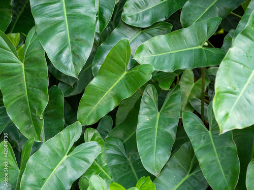 Green leaves stacked background .