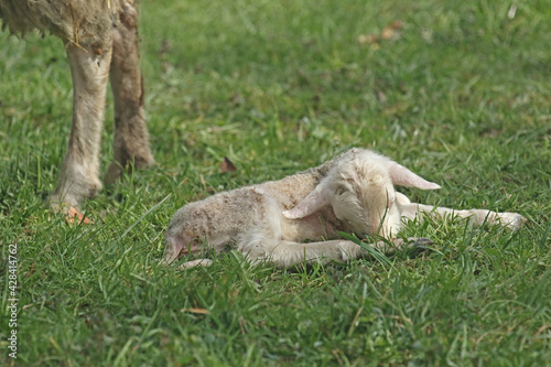 Friesisches Wildschaf