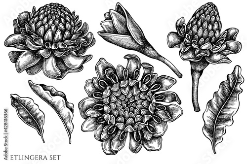 Vector set of hand drawn black and white etlingera