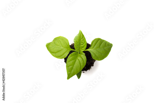 View from above at the young chili, paprika seedlings in peat pots close-up. The concept of bulging bio-food in eclologically clean environments.
