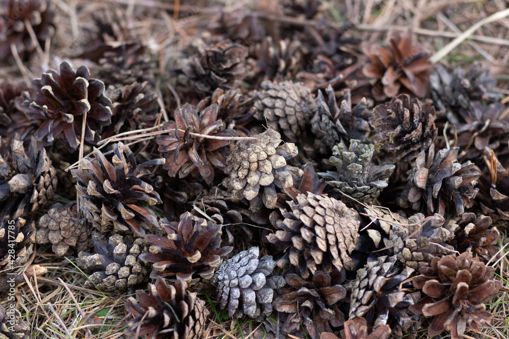close up of pine cones on ground with needles in forest close up of pine cones on ground with needles in forest