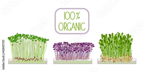 Fresh organic micro green superfoods. Healthy organic food concept. Vector flat illustration. photo