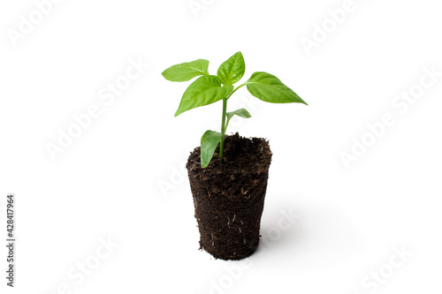 Root system seedlings pepper with peat close-up. The concept of bulging bio-food in eclologically clean environments.