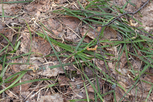 First green grass among old dry leaves on forest ground