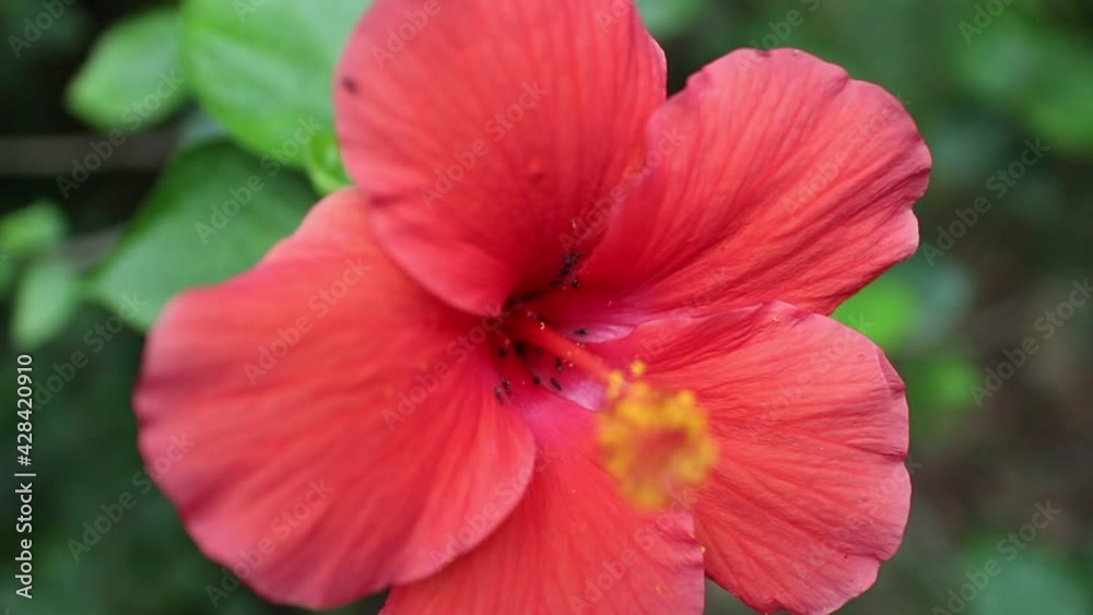 Close up ant and red Hibiscus rosa-sinensis Close up ant and red Hibiscus rosa-sinensis