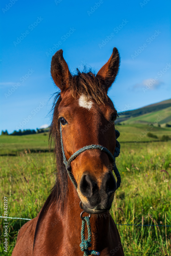 horse in the field horse in the field