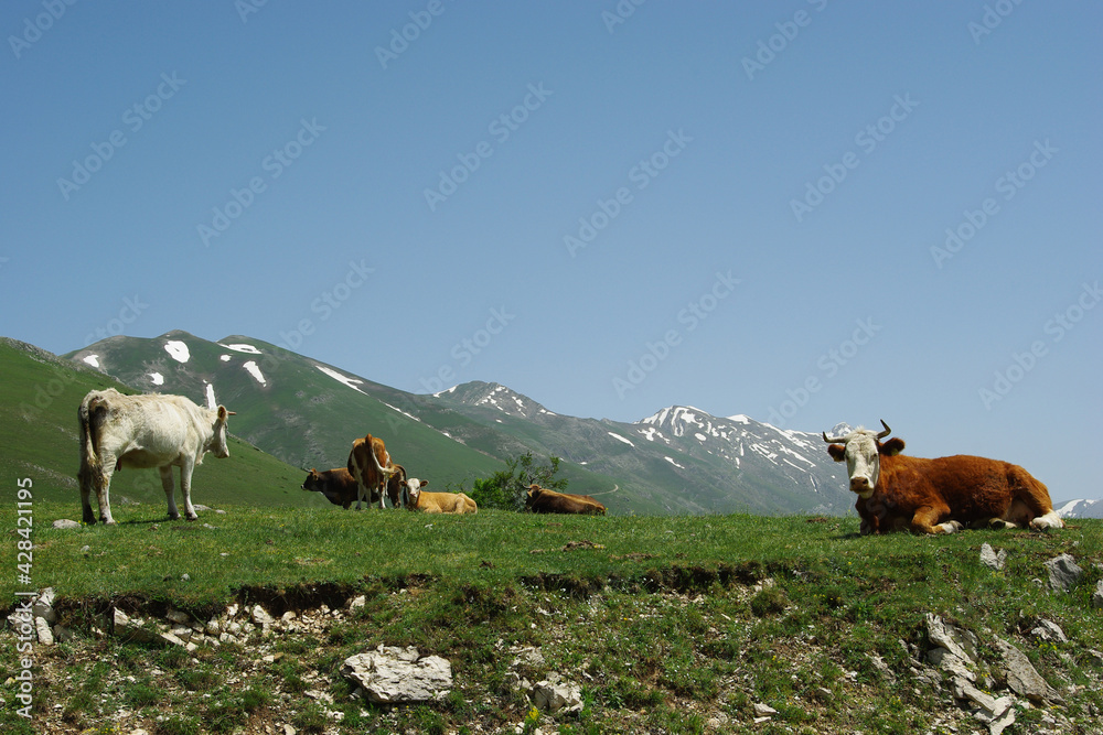 Grazing cows on the Gran Sasso plateau, Abruzzo, Italy