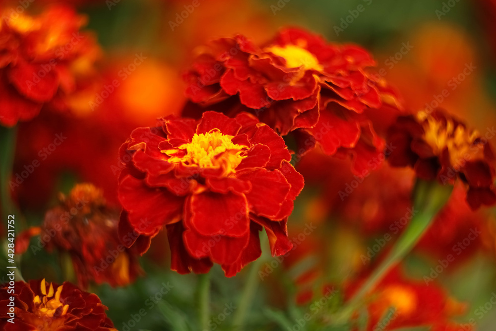 Orange marigolds with a fly hiding from the rain Orange marigolds with a fly hiding from the rain