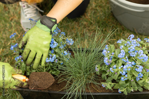 Female hands in garden gloves plant Forget-Me-Not flowers in pot