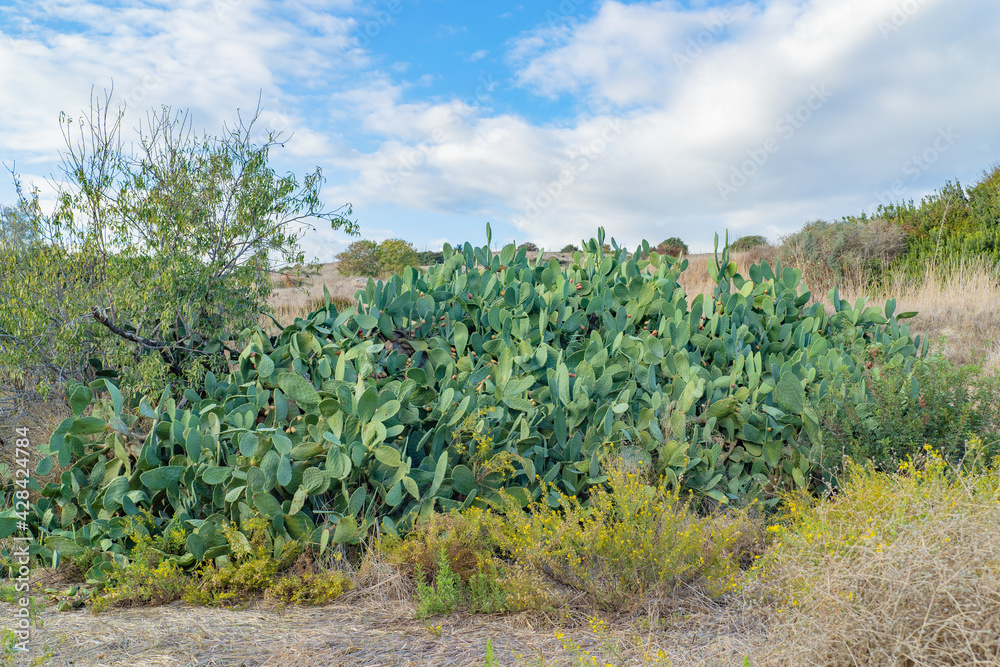 Wild prickly pear cactus in Cyprus