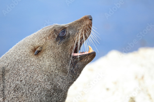 Neuseeländischer Seebär / New Zealand fur seal / Arctocephalus forsteri..