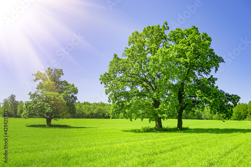 Large trees growing on a meadow. Field on which grows beautiful tall oak tree, a summer landscape in sunny warm weather. Tree, field, meadow and forest - blue sky