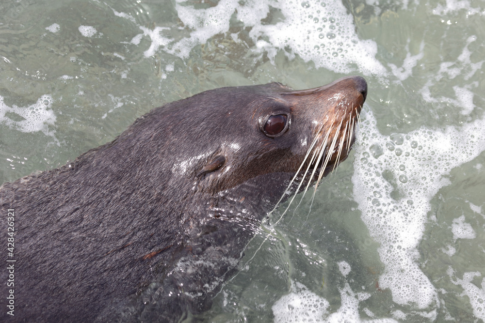 Obraz premium Neuseeländischer Seebär / New Zealand fur seal / Arctocephalus forsteri