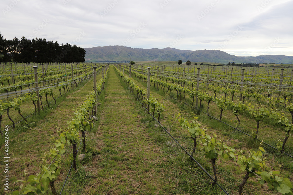 Neuseeland - Weingarten / New Zealand - Vineyard