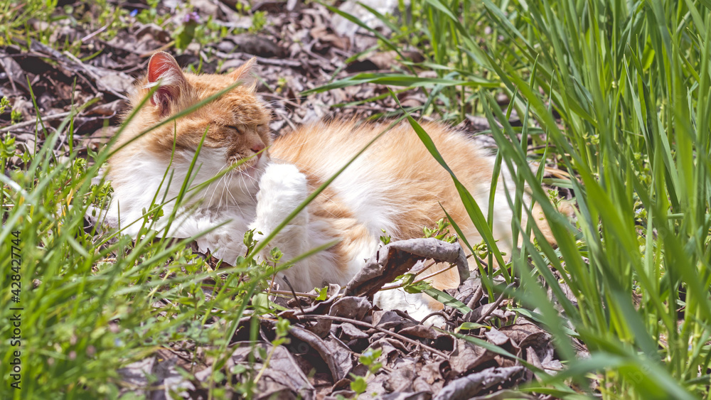 10 year old longhair female cat relaxing outdoors on a bed of dry walnut tree leaves among wheat field stalks in mid-April in the Italian Lazio region 10 year old longhair female cat relaxing outdoors on a bed of dry walnut tree leaves among wheat field stalks in mid-April in the Italian Lazio region