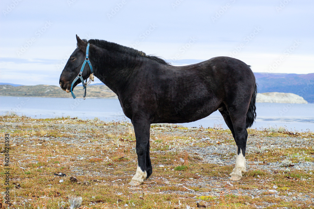 custom made wallpaper toronto digitalhorse on the beach