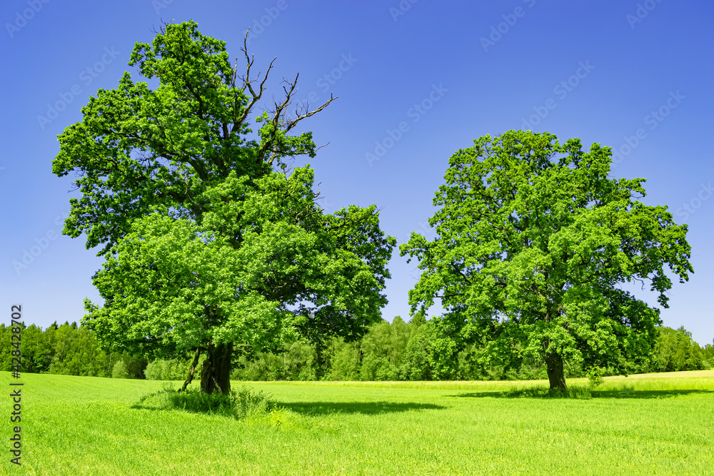 Large trees growing on a meadow. Field on which grows beautiful tall oak tree, a summer landscape in sunny warm weather. Tree, field, meadow and forest - blue sky Large trees growing on a meadow. Field on which grows beautiful tall oak tree, a summer landscape in sunny warm weather. Tree, field, meadow and forest - blue sky