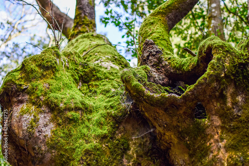 Closeup shot of green moss-covered trees in a forest