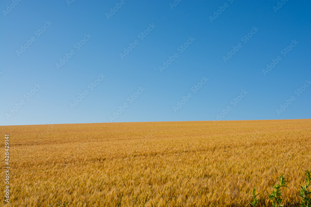 黄金色のムギ畑と青空
