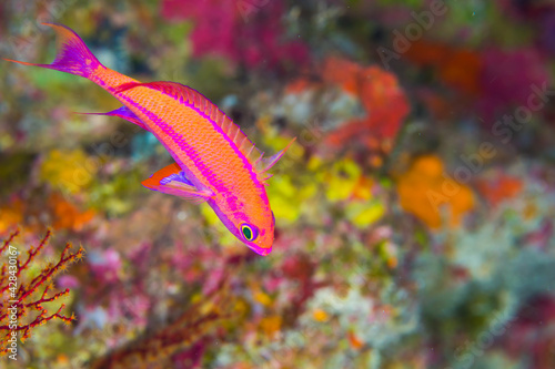 美しい　魚　久米島　沖縄