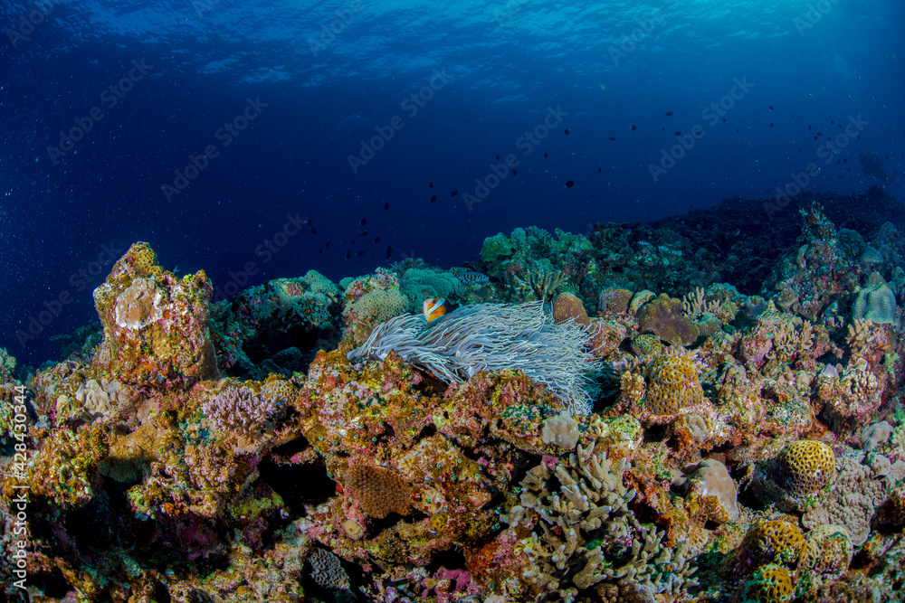 沖縄　海　珊瑚
