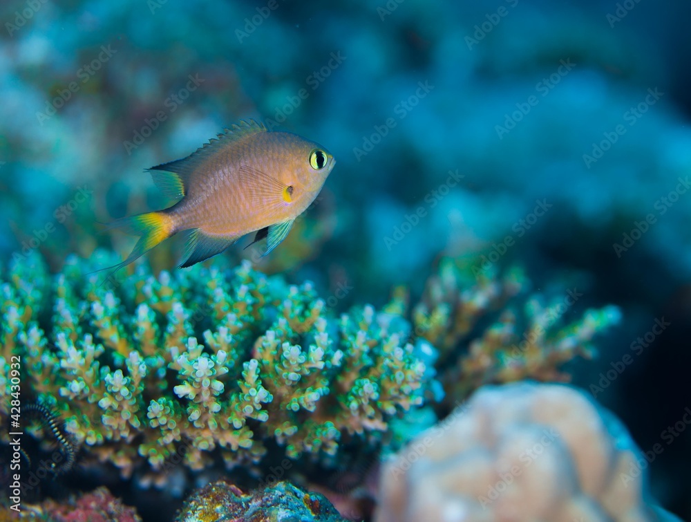 沖縄 海 魚 沖縄 海 魚