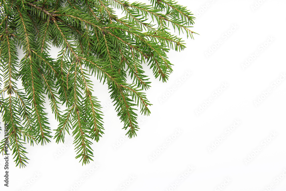 Obraz premium Natural green needles on a fluffy branch of a Christmas tree or pine, isolated on a white background. Copyspace.