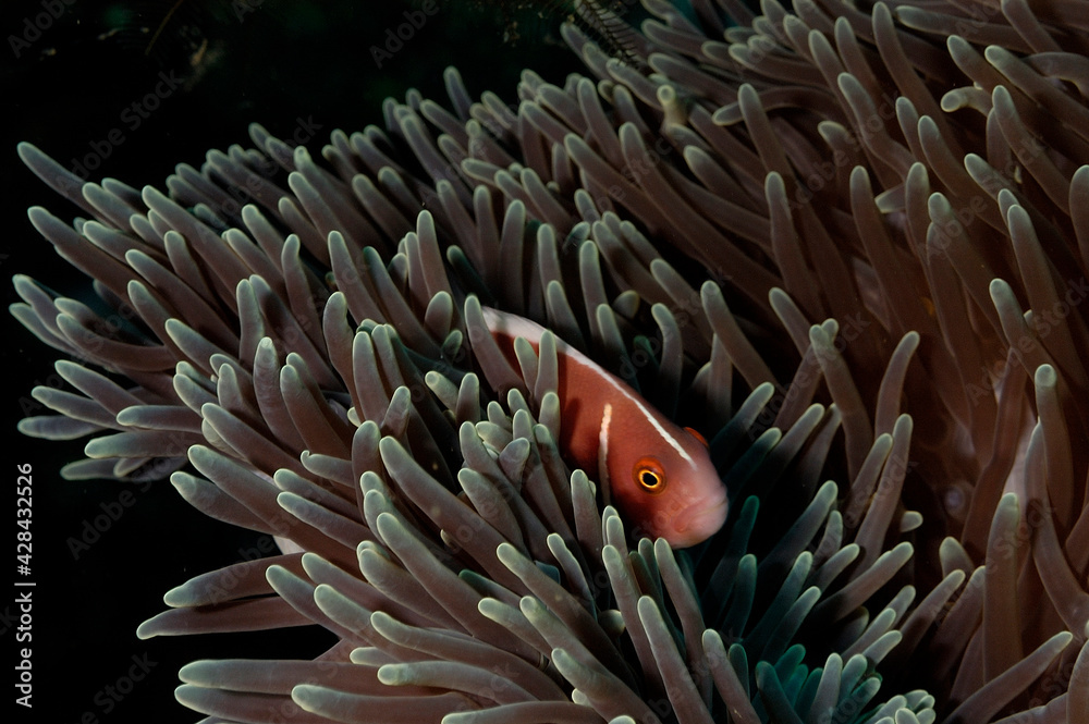 An anemone and it's Clown fish An anemone and it's Clown fish