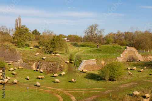 Sheep maintain the grass in a ecology friendly way in the Hoge Fronten park in Maastricht, it is an 18th century fortification area with remains of the defense works. 