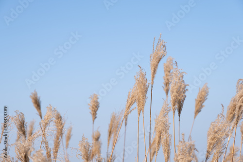 Low angle to capture silvergrass with blue sky background