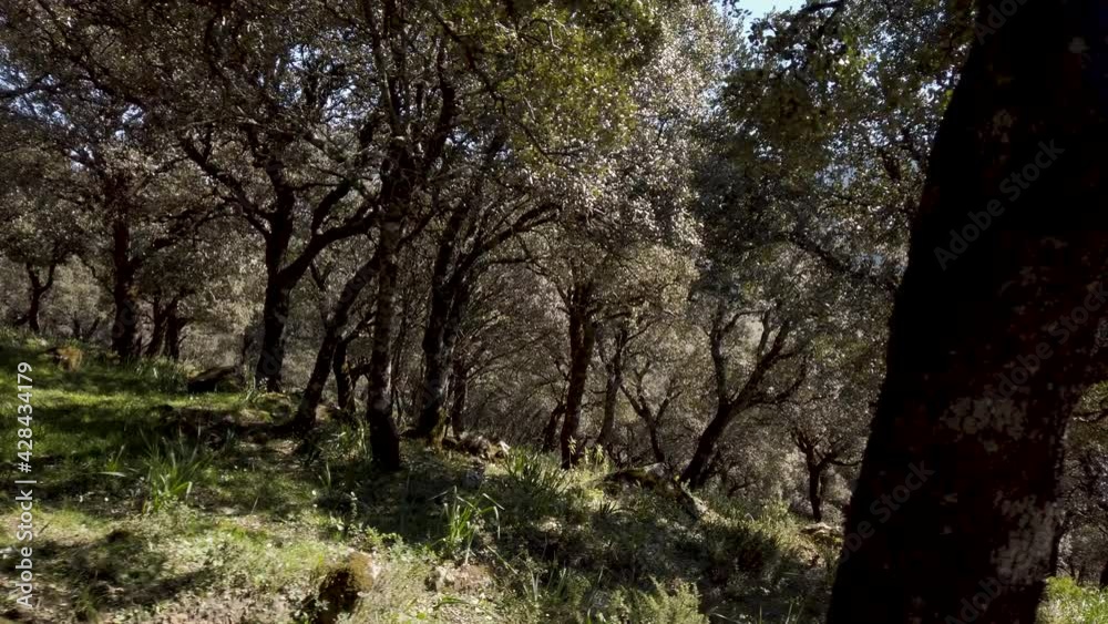 Moving downhill past trees in forest of Sierra de Grazalema, Cadiz, Spain Moving downhill past trees in forest of Sierra de Grazalema, Cadiz, Spain