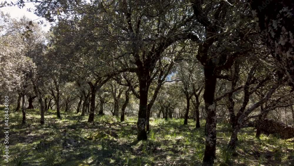 Reveal behind tree bark of shaded forest in Villaluenga, Spain Reveal behind tree bark of shaded forest in Villaluenga, Spain