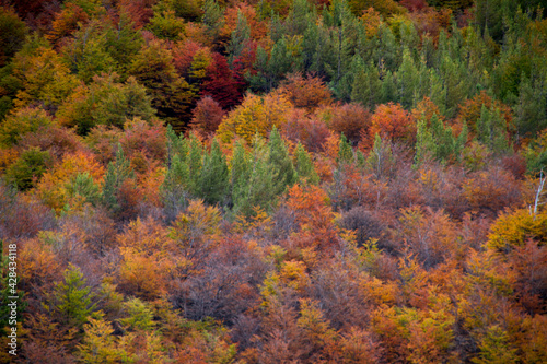 Colorfur autumn forest in Ushuaia